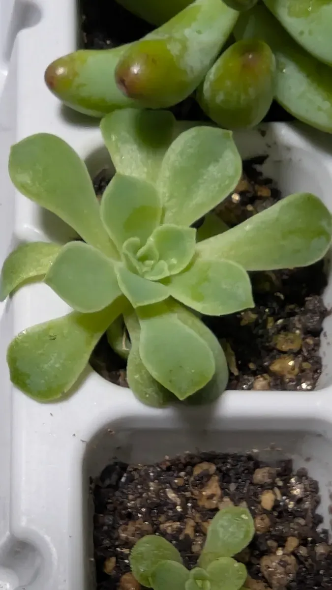 Echeveria elegans El Chico (エケベリア エレガンス エルチコ)