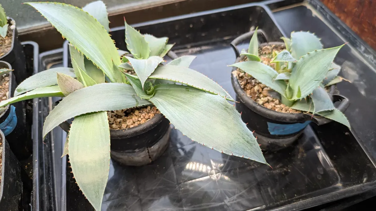 Agave potatorum (アガベ ポタトラム)