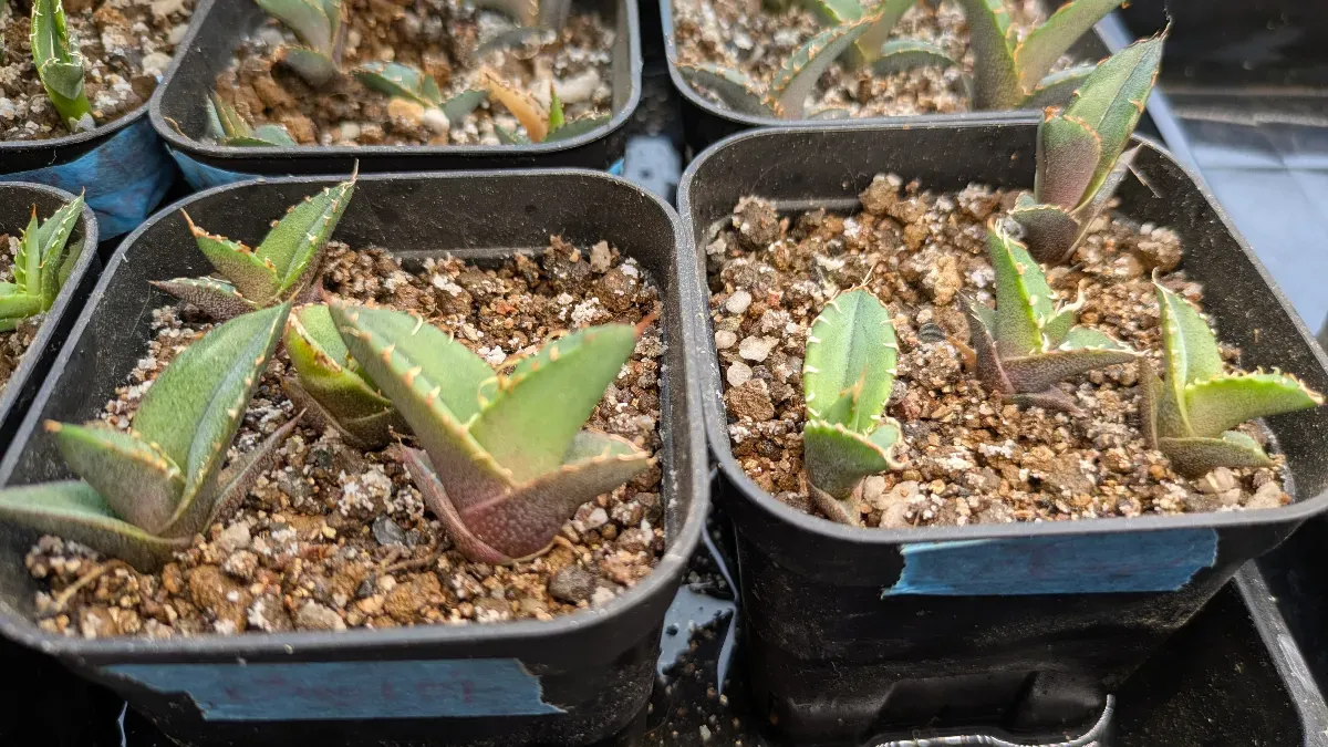 Agave oteroi Lot. (アガベ オテロイ)