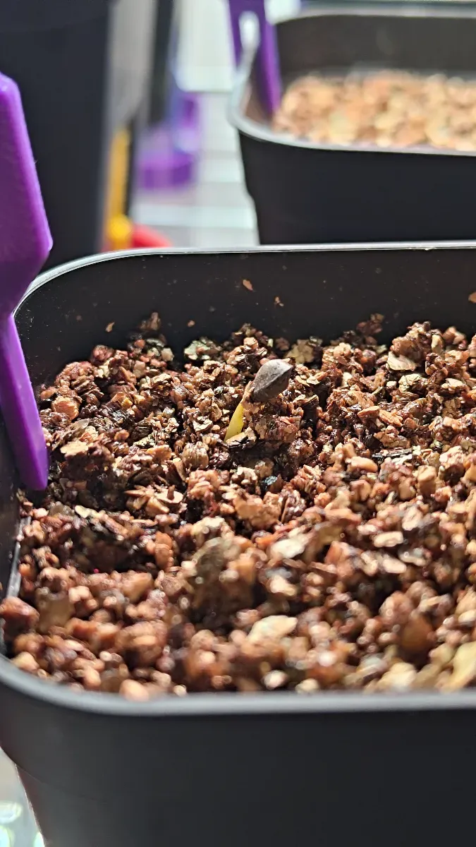 Senna meridionalis (センナ メリディオナリス)