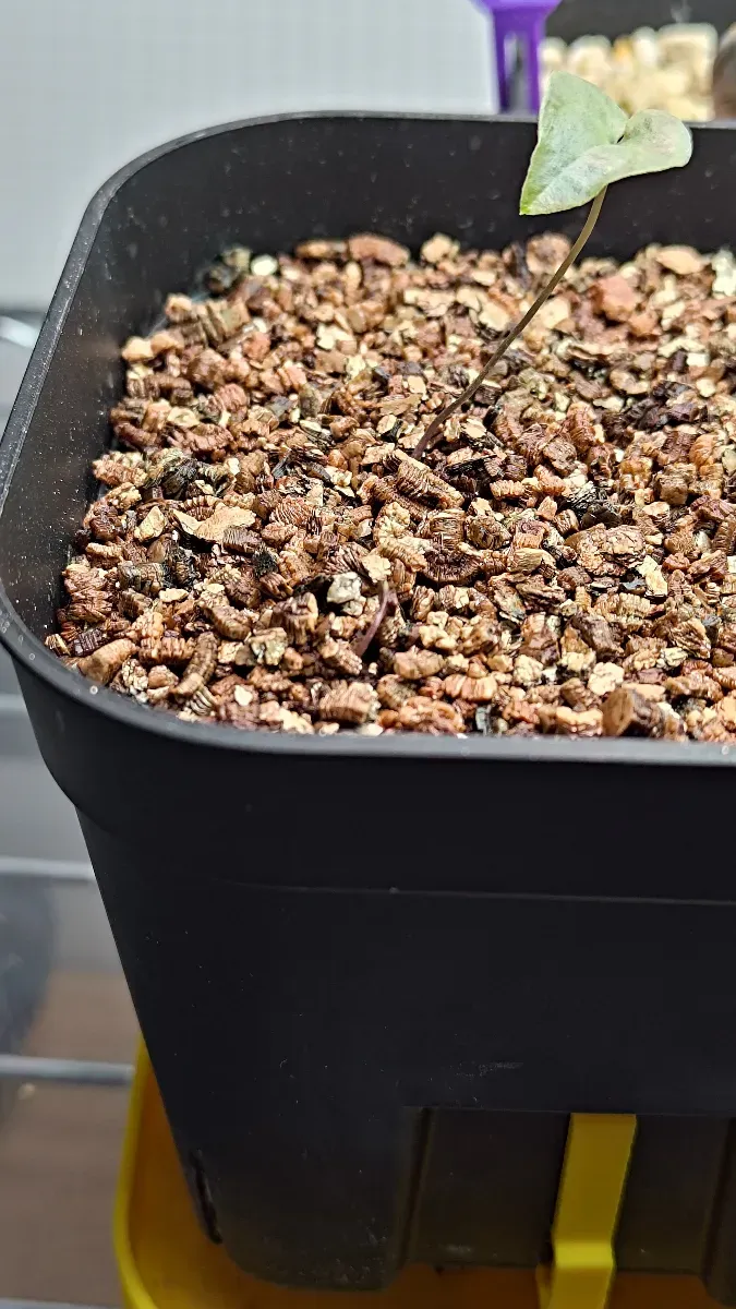 Dioscorea elephantipes (ディオスコレア エレファンティペス)