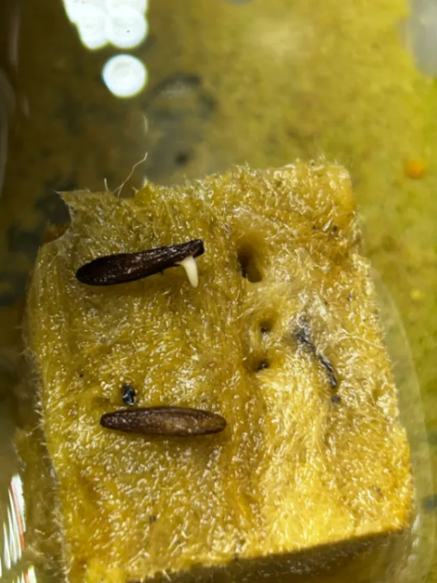 Pachypodium ambongense (パキポディウム アンボンゲンセ)