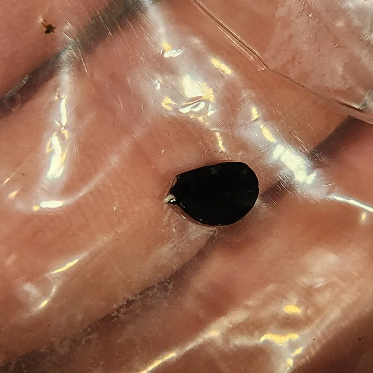 Agave parryi var. truncata (アガベ パリー トランカータ)