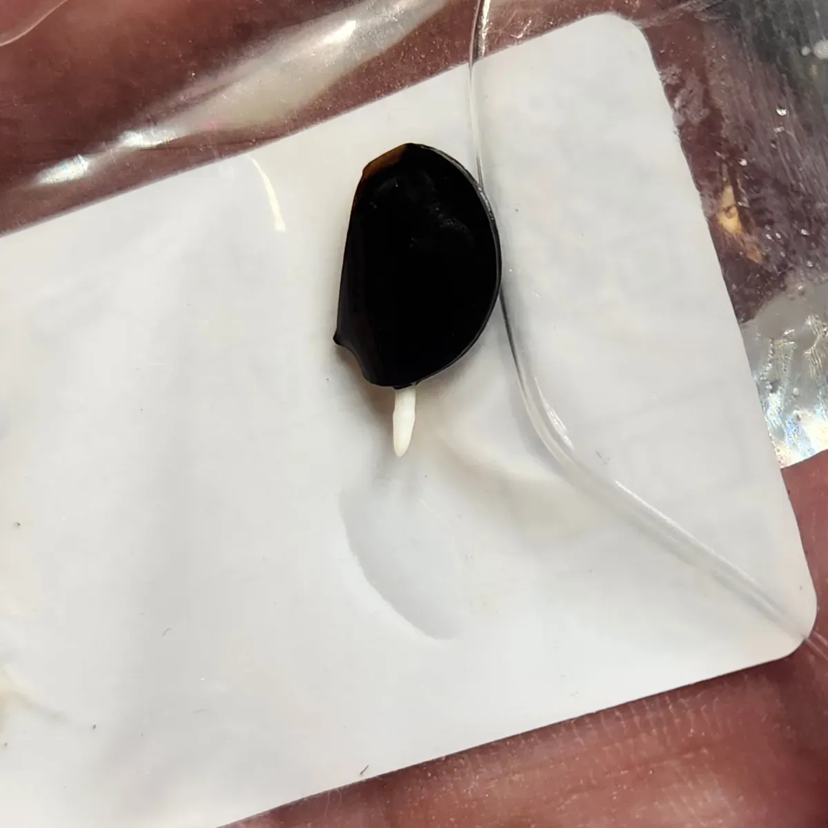 Agave sebastiana (アガベ セバスティアーナ)