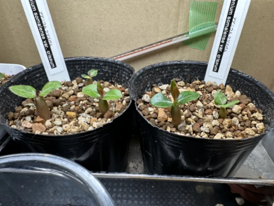 Adenium somalense var. crispum (アデニウム クリスパム)