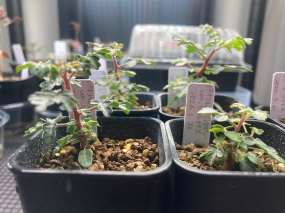 Pachycormus discolor var. veatchianus (パキコルムス ディスカラー ビーチアナス)