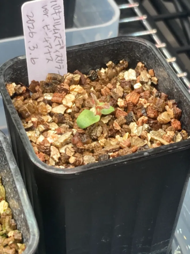 Pachycormus discolor var. veatchianus (パキコルムス ディスカラー ビーチアナス)