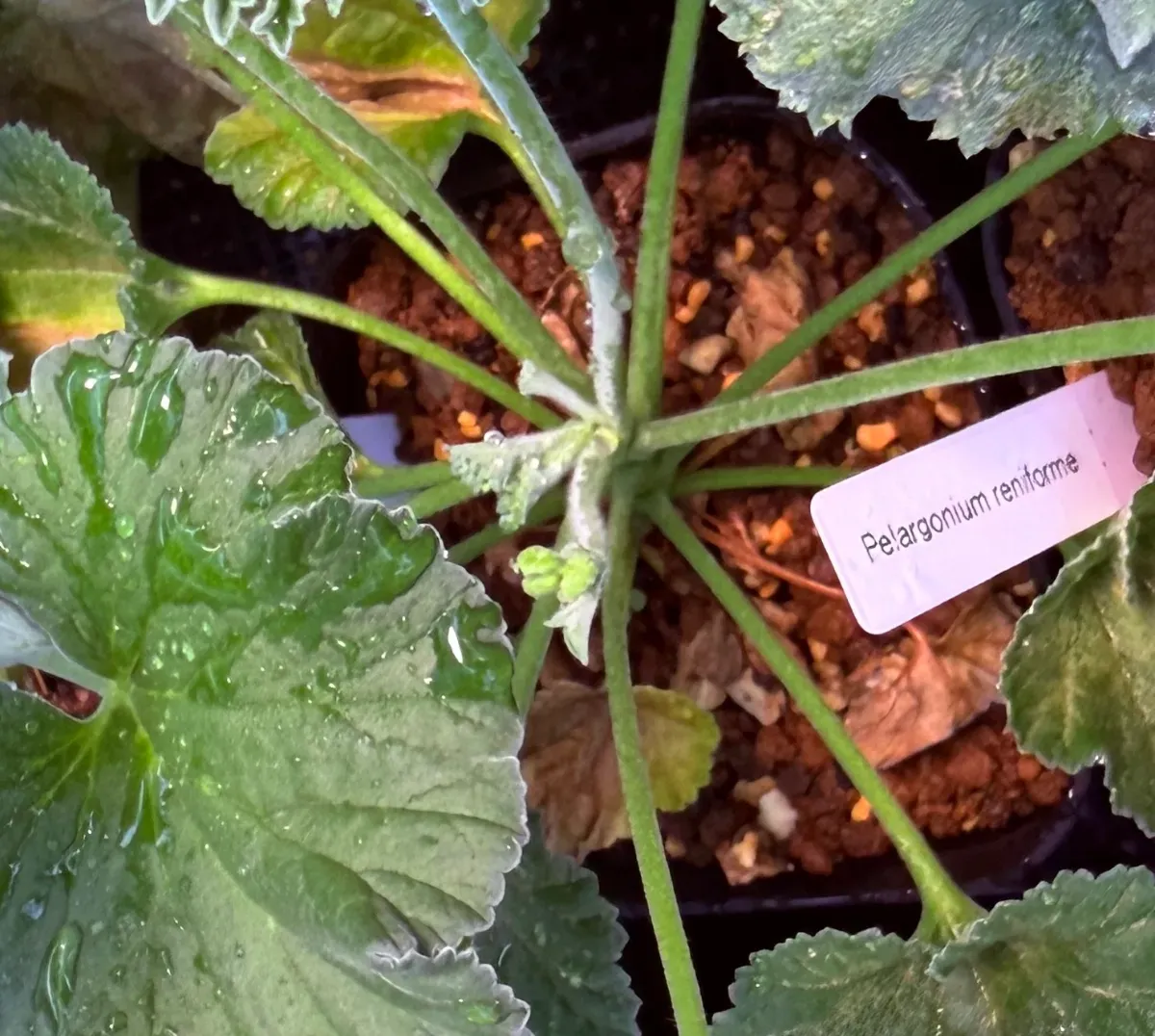 Pelargonium reniforme (ペラルゴニウム レニフォルメ)