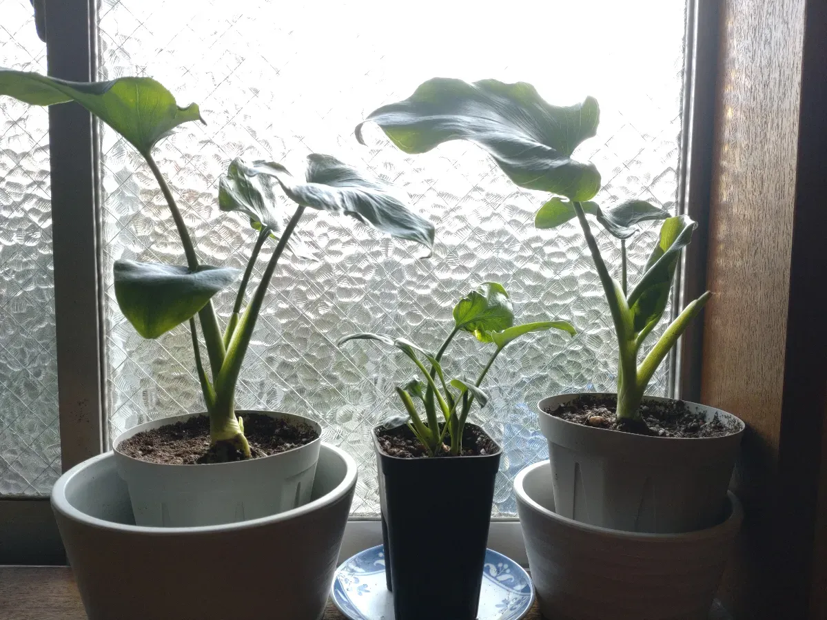 Philodendron selloum (フィロデンドロン セロウム)