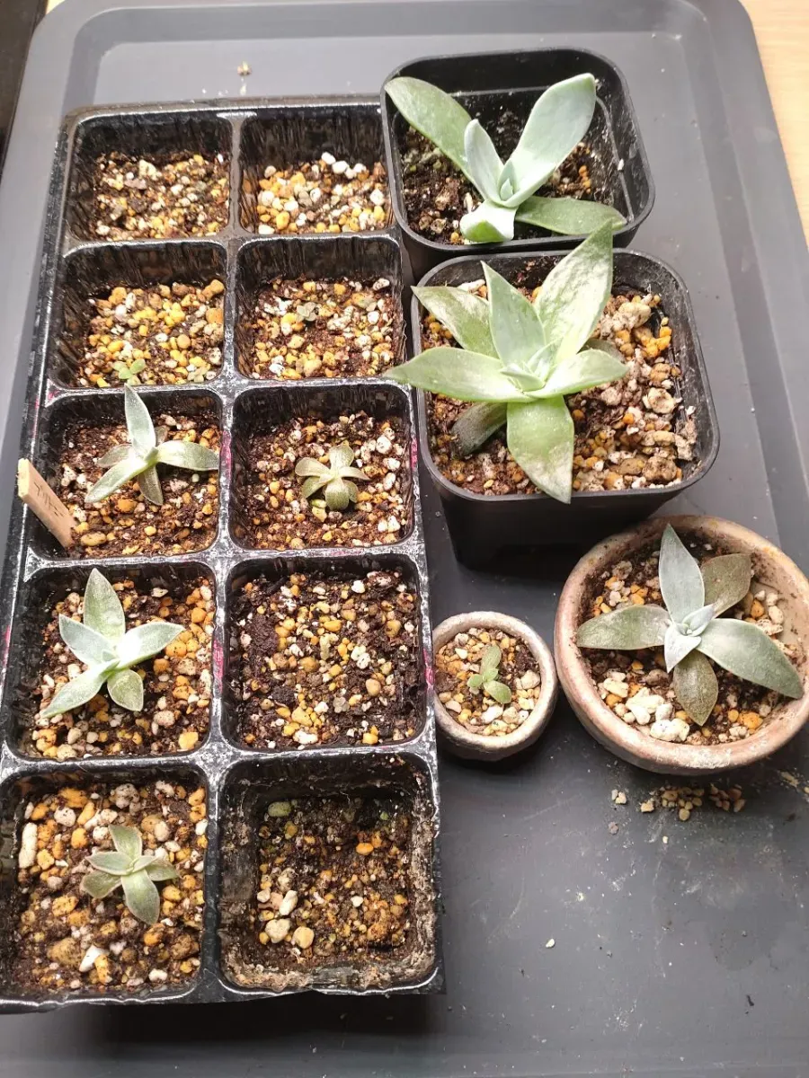 Dudleya brittonii (ダドレヤ ブリトニー)