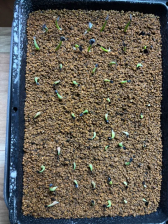 アガベ パリー トランカータ Agave parryi var. truncata