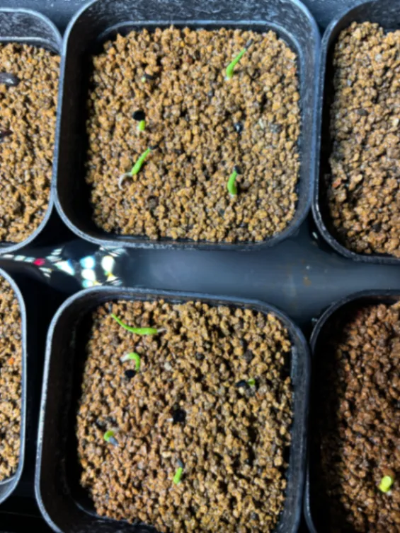 Agave utahensis var. eborispina (アガベ エボリスピナ)