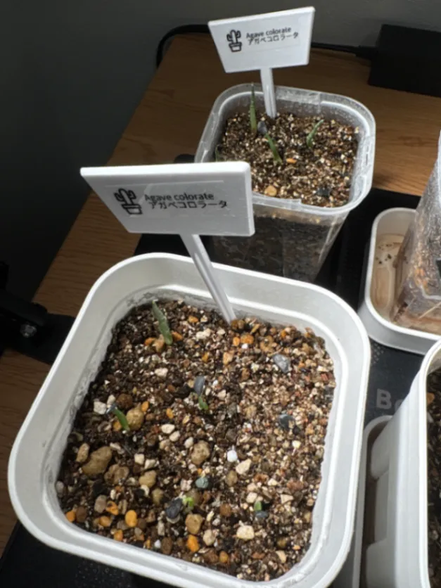 Agave colorata (アガベ コロラータ)