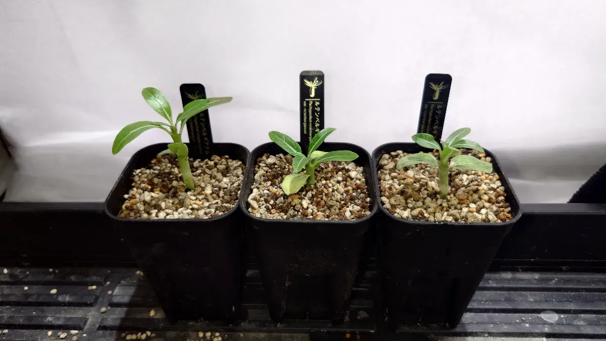 Pachypodium rutenbergianum var. rutenbergianum (パキポディウム ルテンベルギアナム)