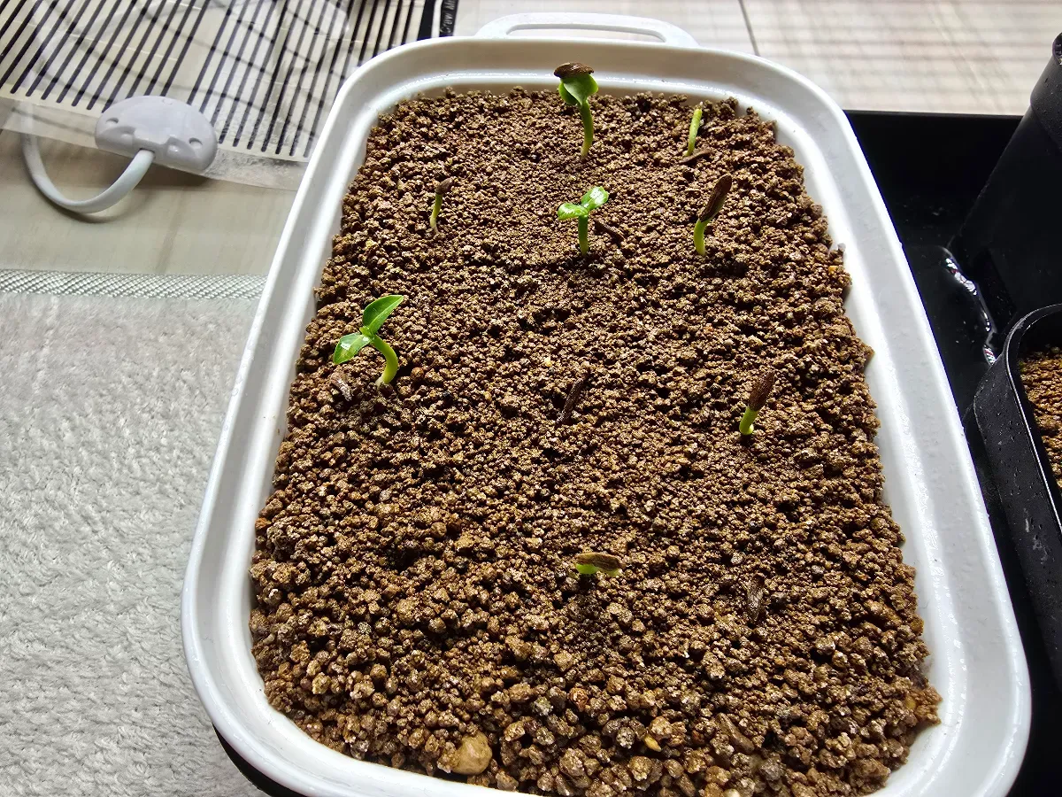 Pachypodium ambongense (パキポディウム アンボンゲンセ)