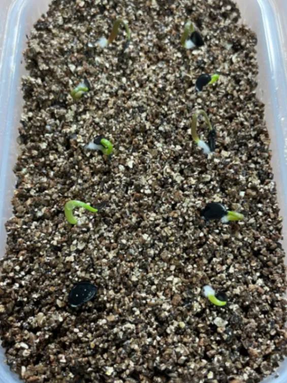 Agave potatorum (アガベ ポタトラム)