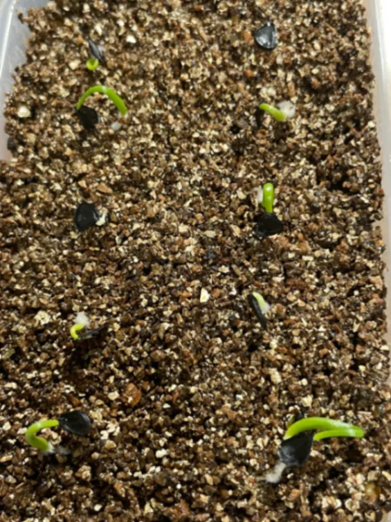 Agave parryi var. truncata (アガベ パリー トランカータ)