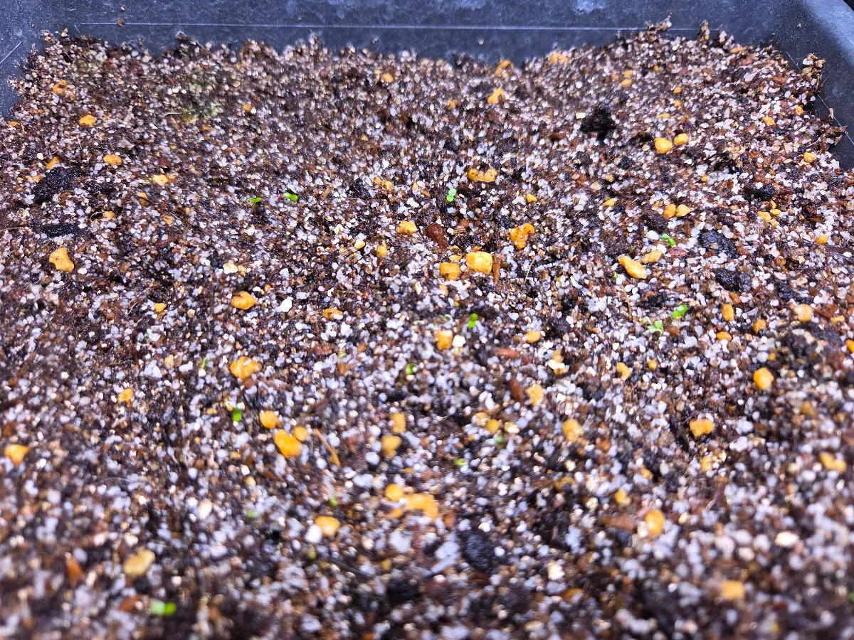 Ficus petiolaris (フィカス ペティオラリス)