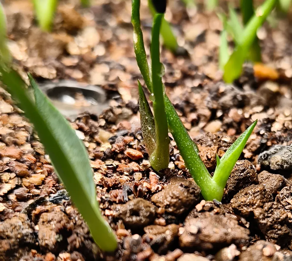 Agave Mix (アガベ ミックス)