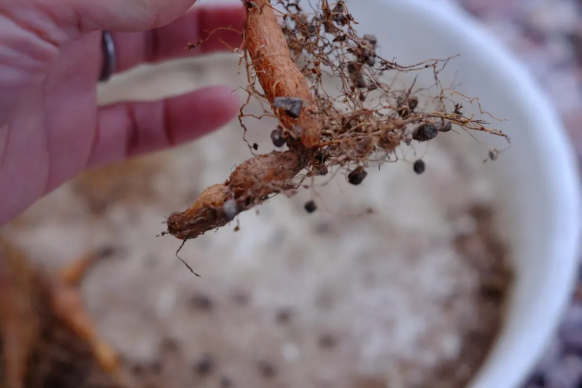 Operculicarya pachypus (オペルクリカリア パキプス)