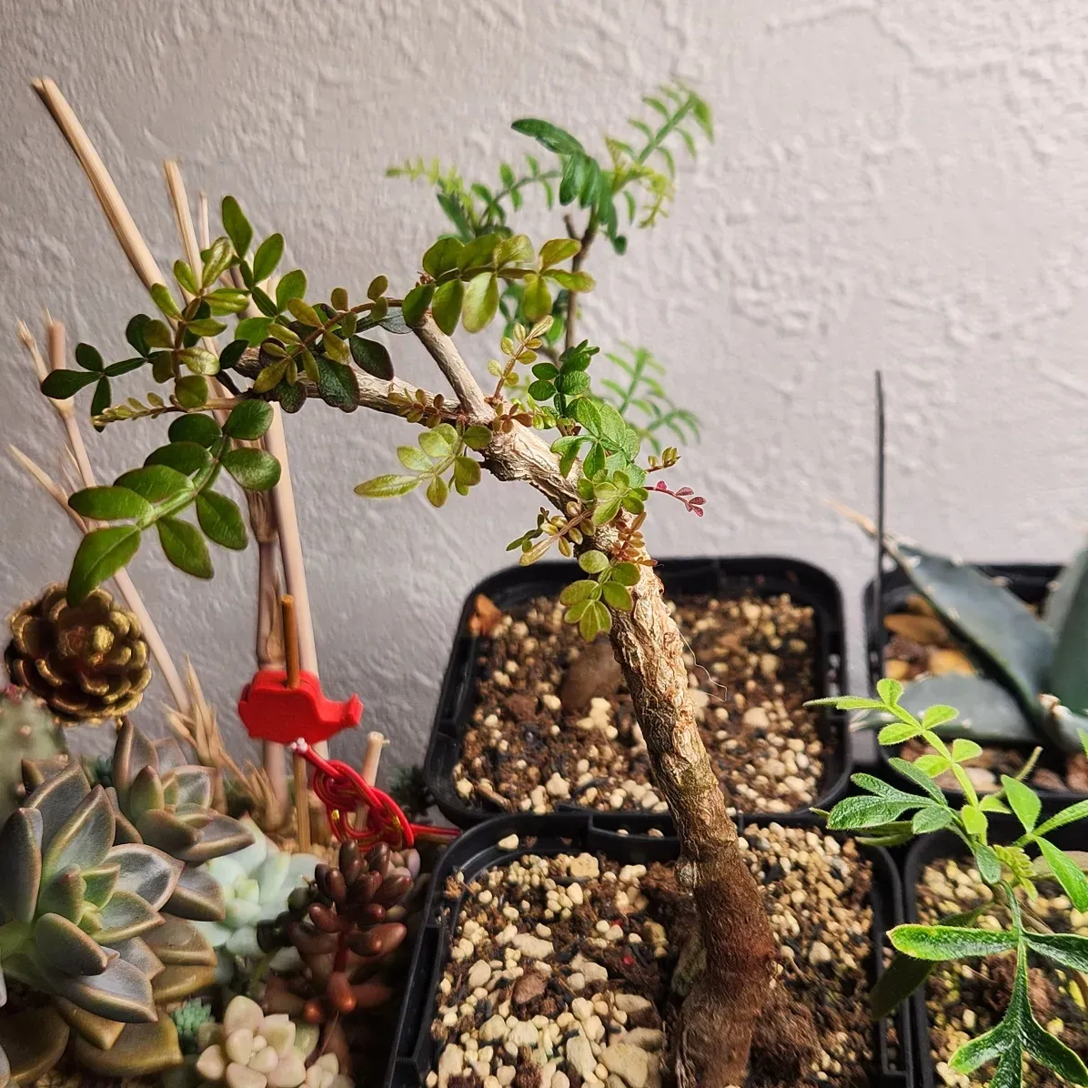 sp.  Operculicarya sp. (オペルクリカリア)