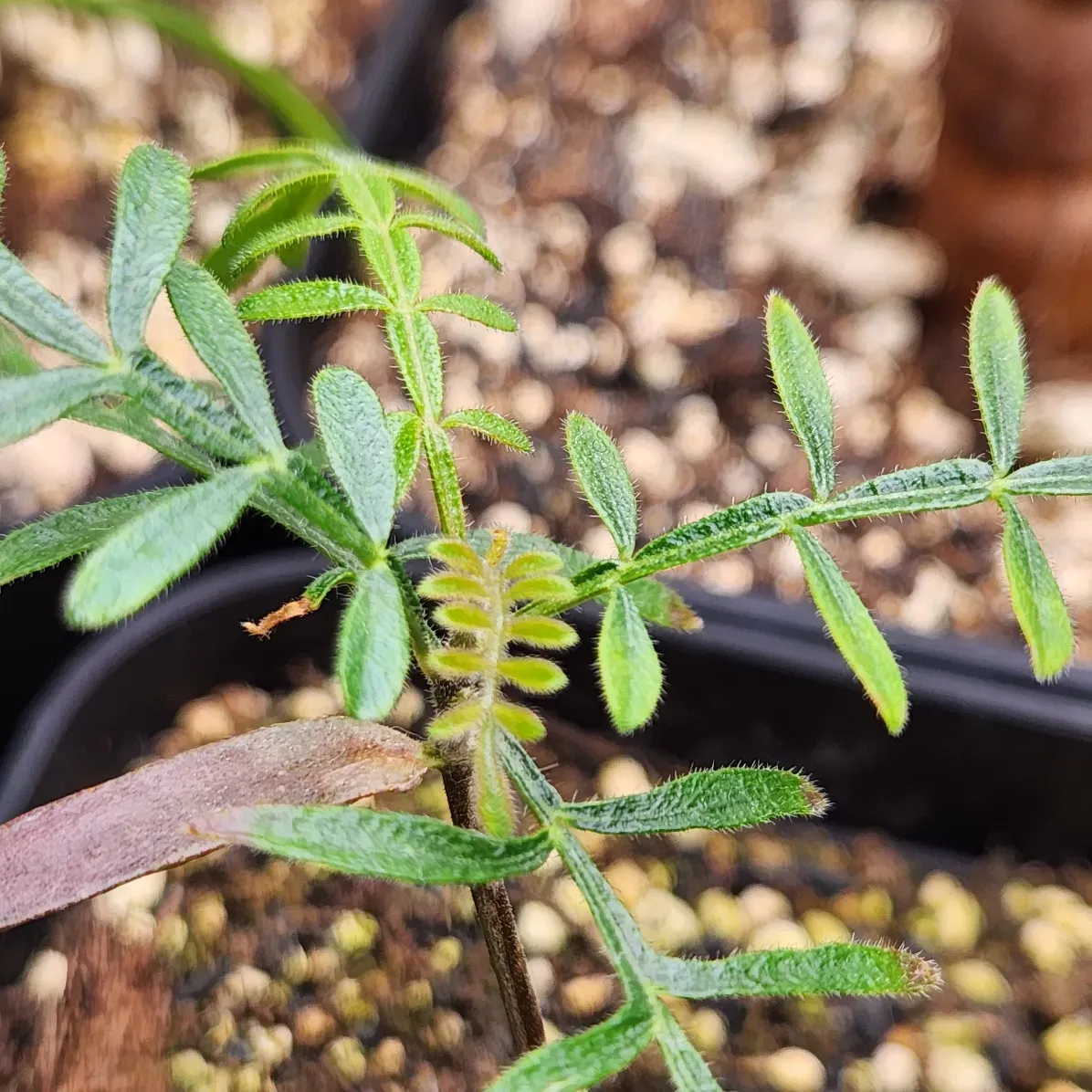 Operculicarya hyphaenoides Lot. (オペルクリカリア ヒファエノイデス)