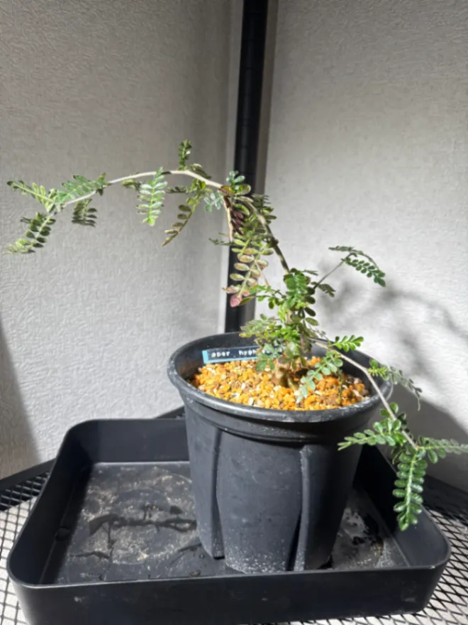 Operculicarya hyphaenoides (オペルクリカリア ヒファエノイデス)