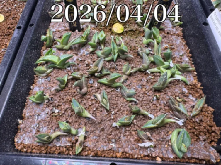 Agave oteroi Lot. (アガベ オテロイ)