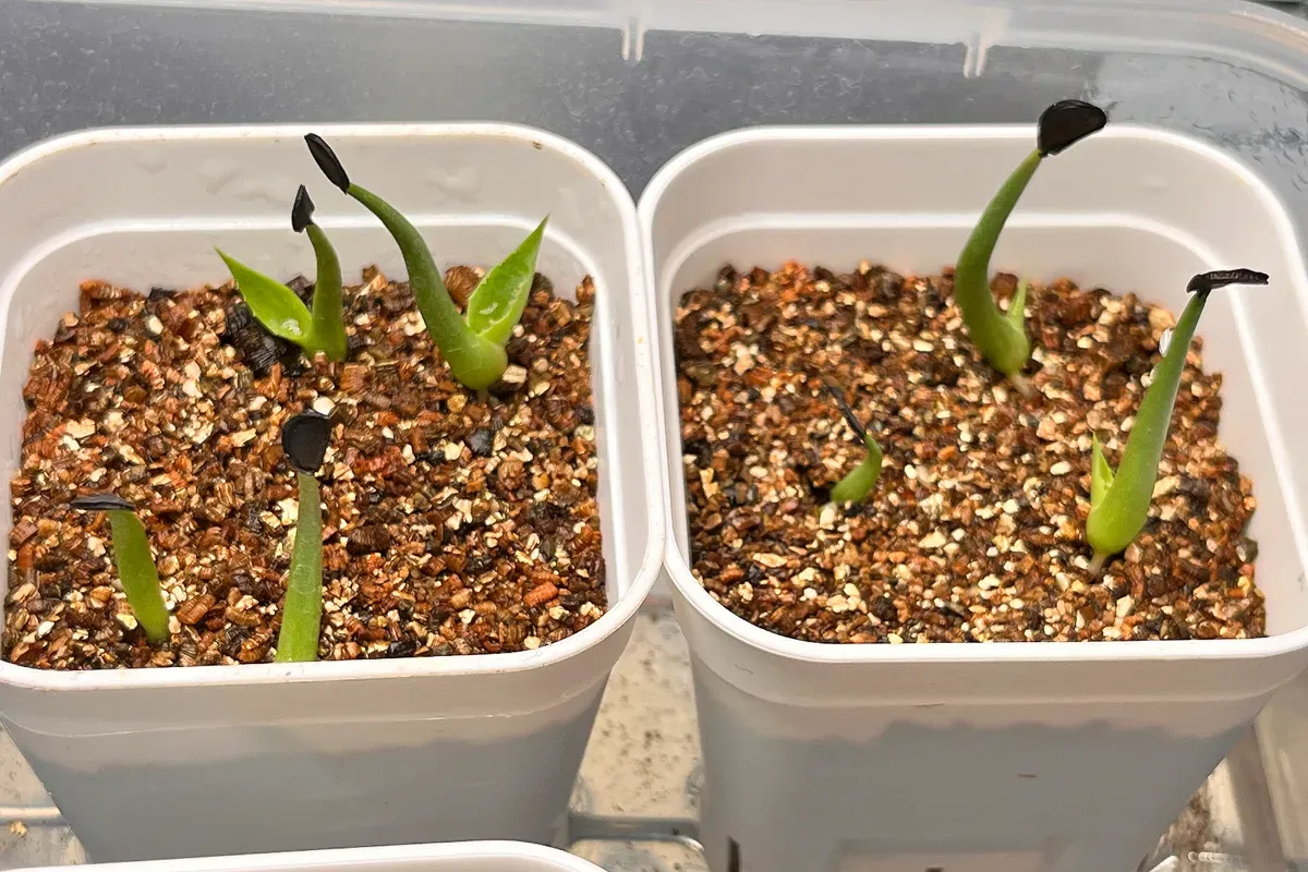 Agave colorata (アガベ コロラータ)