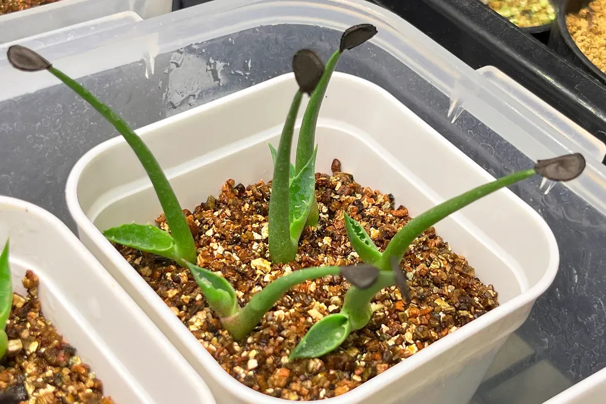 Agave shrevei ssp. matapensis (アガベ シュリベイマタペンシス)