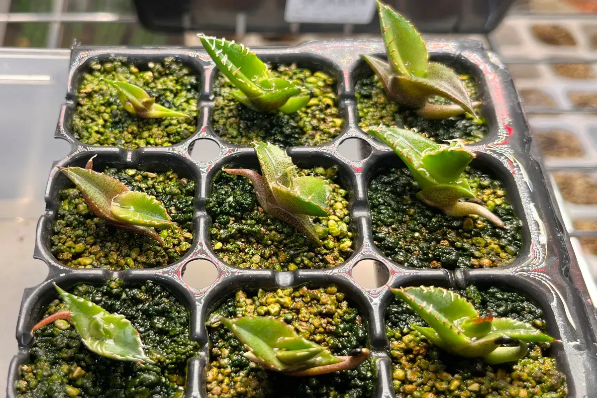 Agave oteroi Lot. (アガベ オテロイ)