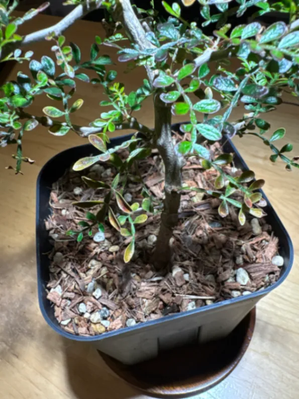 Operculicarya pachypus Lot. (オペルクリカリア パキプス)