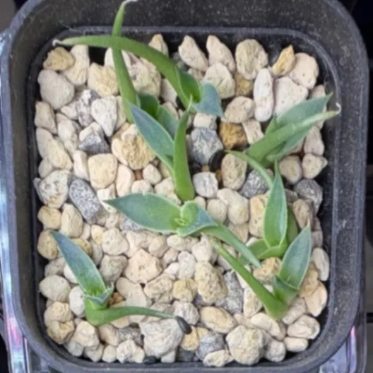 Agave utahensis var. eborispina Vegas (アガベ エボリスピナ ヴェガス)