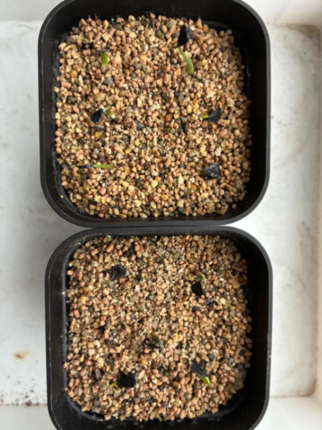 Agave seemanniana Pygmaea (アガベ ピグマエア)