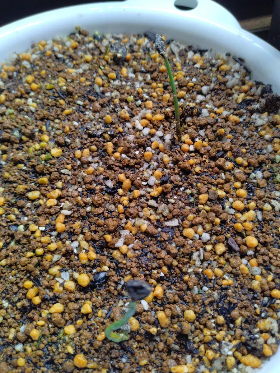 Agave ([プレゼント種子])