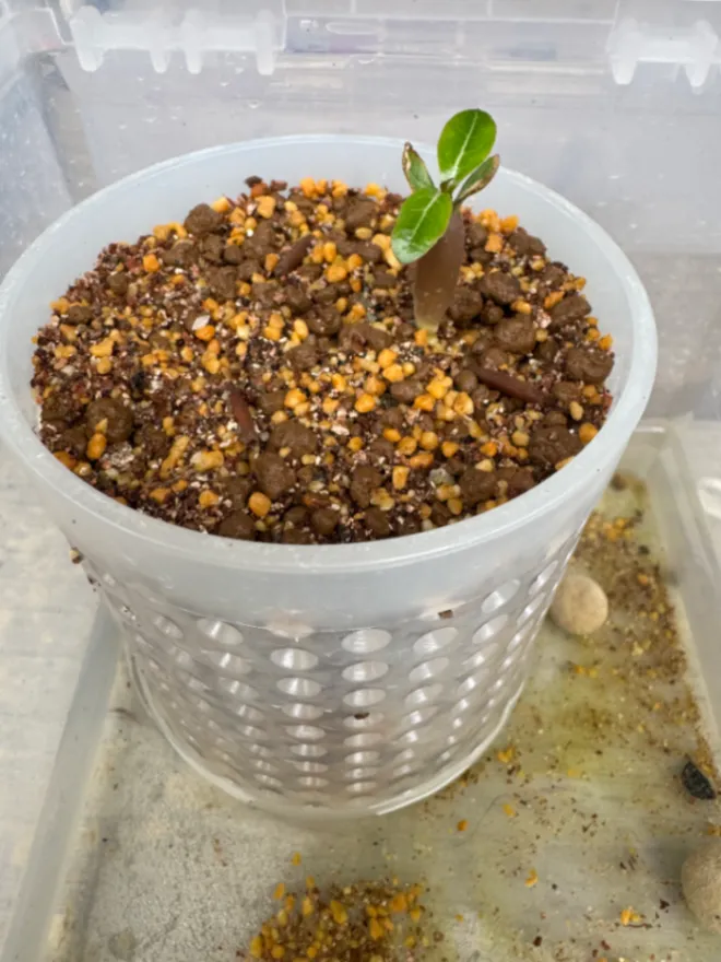 アデニウム DHA Medusa Adenium DHA Medusa