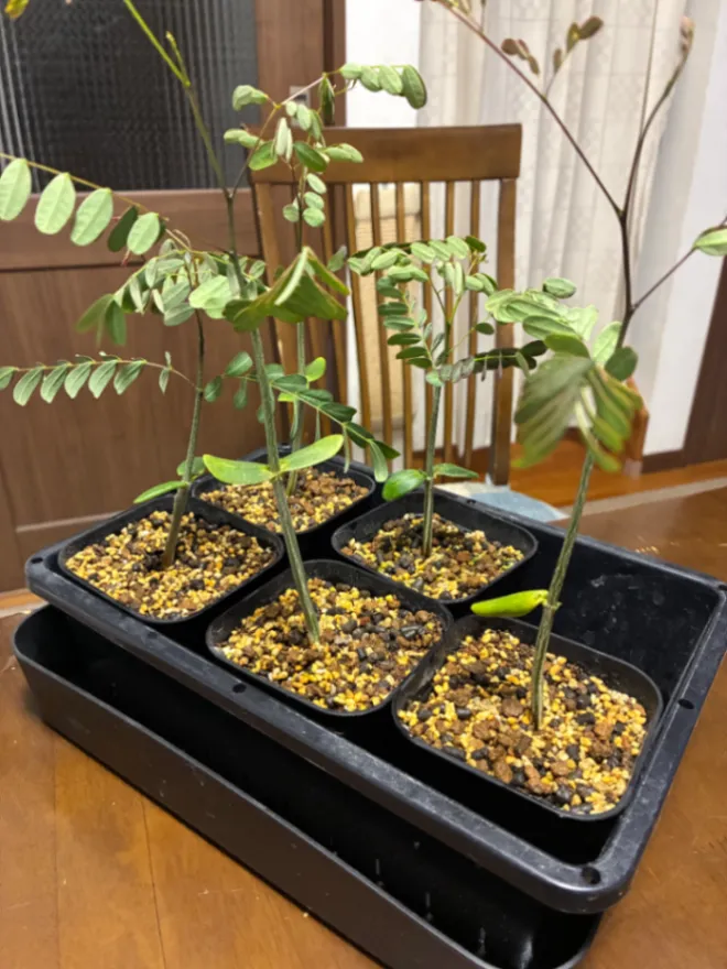 Delonix pumila (デロニクス プミラ)