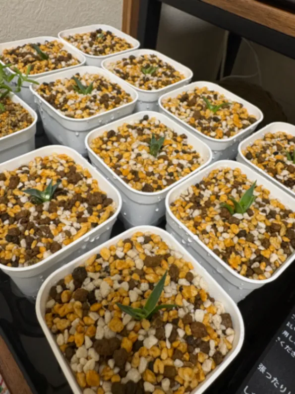 Agave utahensis var. eborispina (アガベ エボリスピナ)