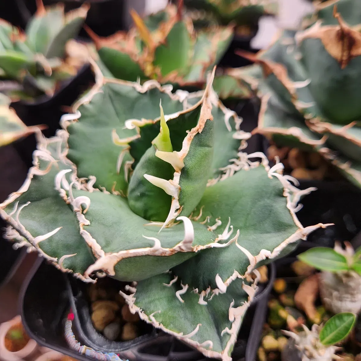 Agave oteroi Lot. (アガベ オテロイ)