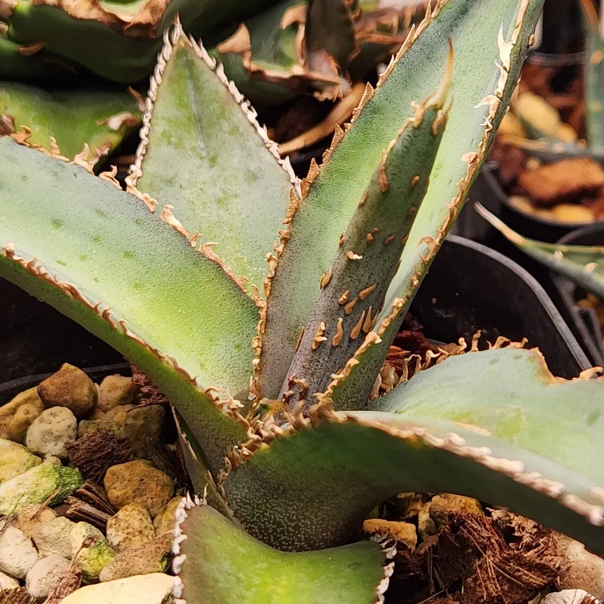 Agave megalodonta (アガベ メガロドンタ)