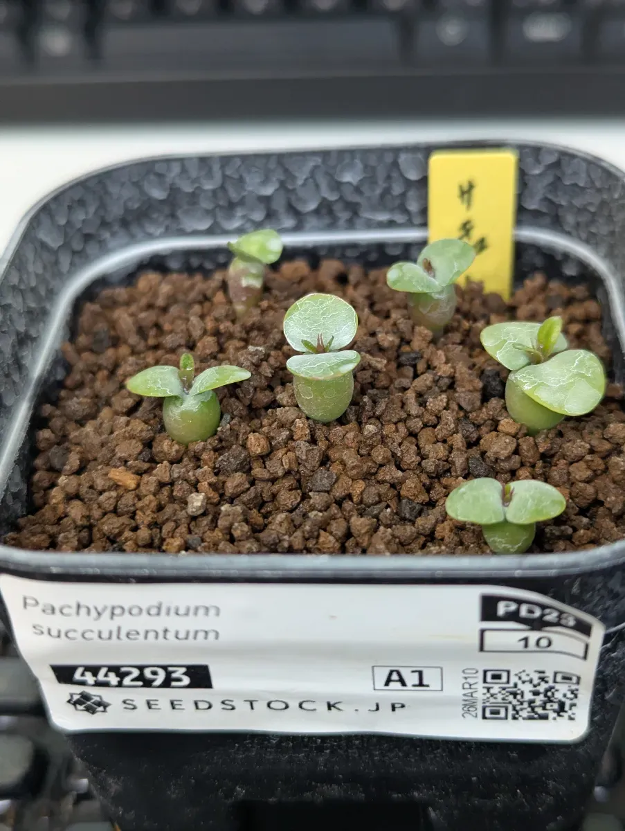 Pachypodium succulentum (パキポディウム サキュレンタム)