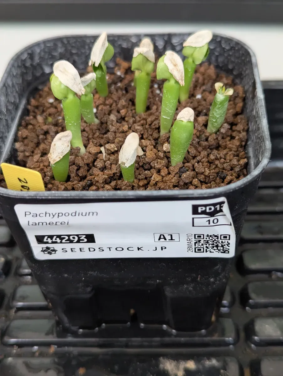 Pachypodium lamerei (パキポディウム ラメレイ)