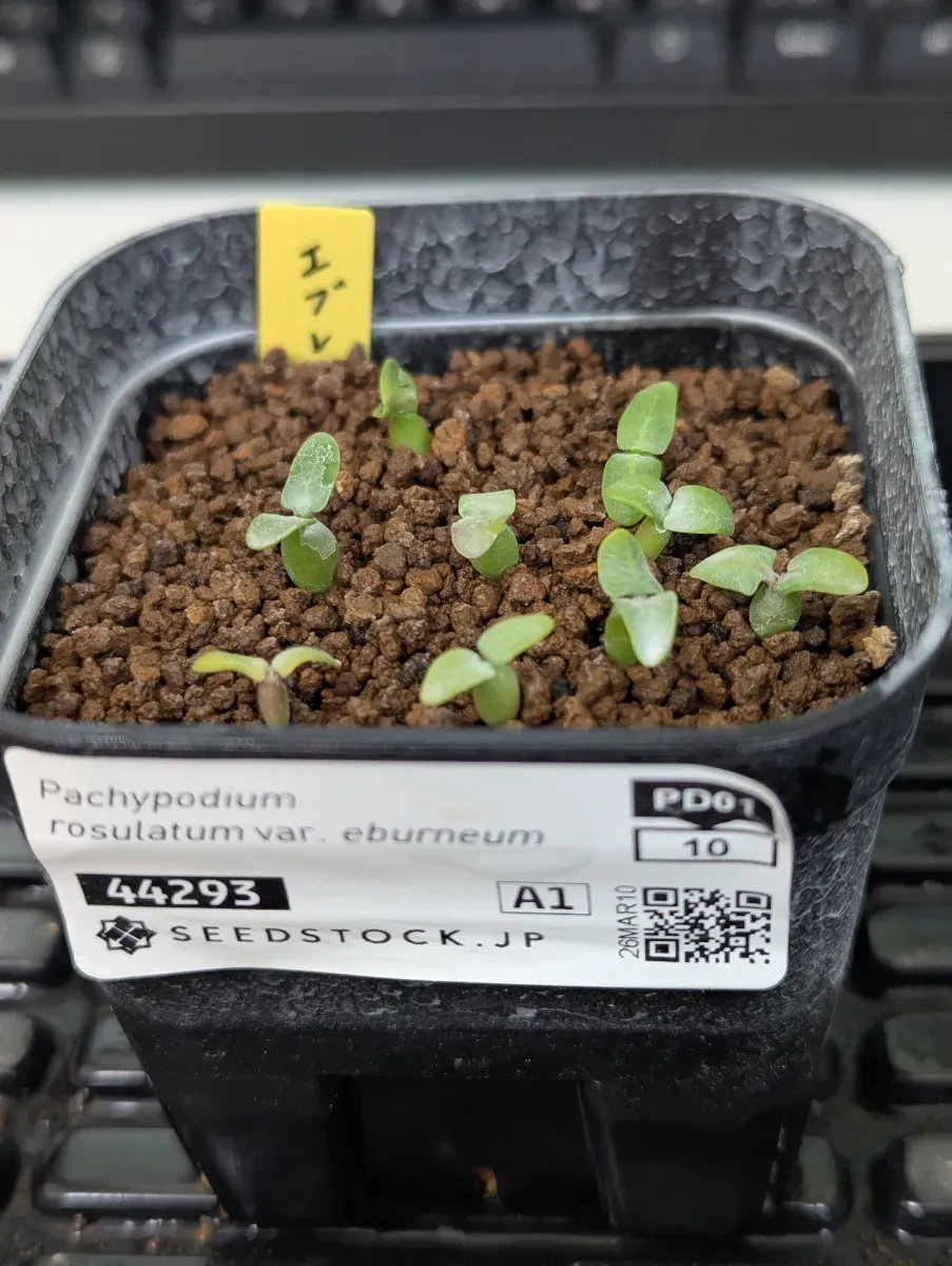 Pachypodium rosulatum var. eburneum (パキポディウム エブレネウム)