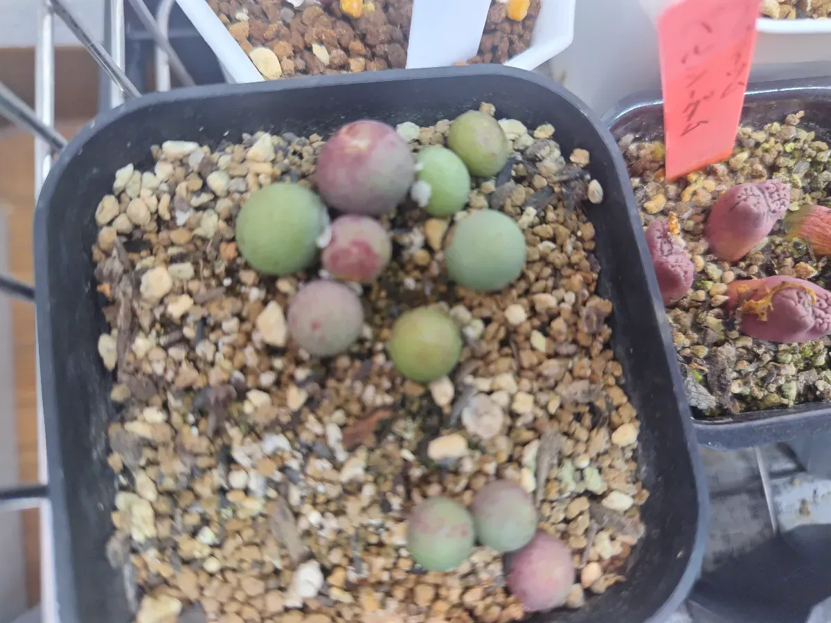 Conophytum calculus (コノフィツム カルキュルス 玉翡翠)