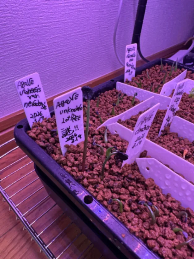 Agave ([プレゼント種子])