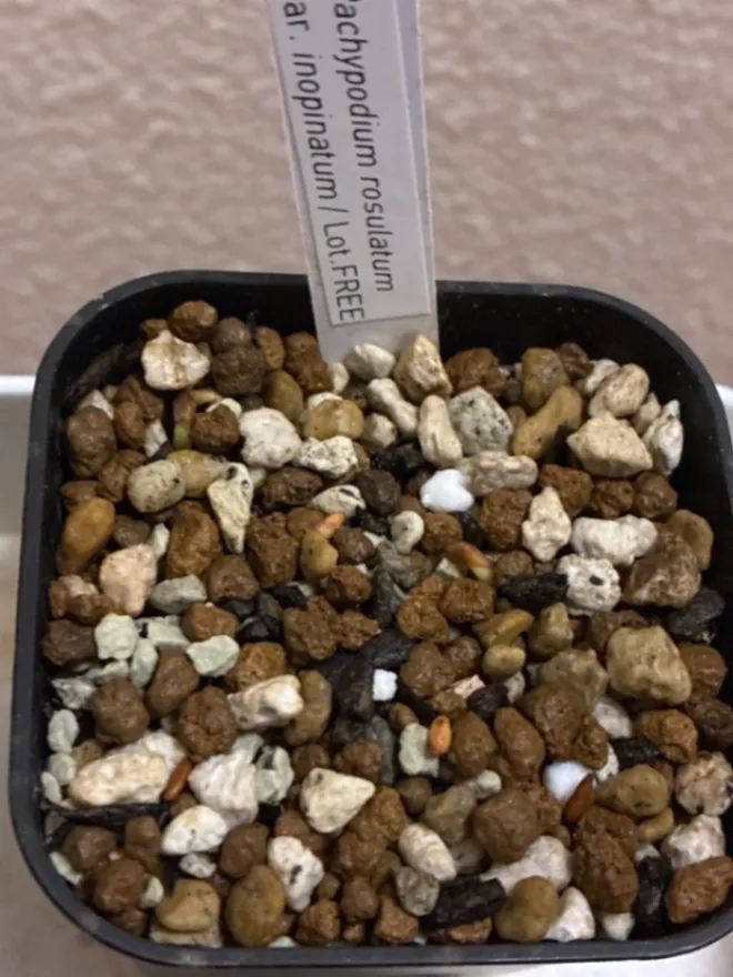 Pachypodium rosulatum var. inopinatum ([プレゼント種子 3月22日まで] パキポディウム イノピナツム)