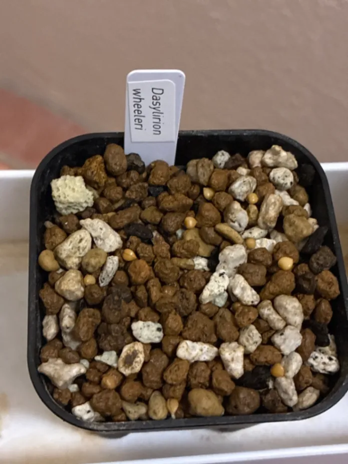 Dasylirion wheeleri (ダシリリオン ウィーレリ)