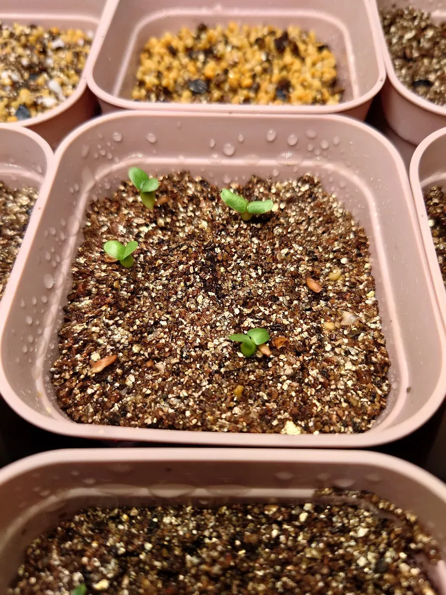 Pachypodium enigmaticum (パキポディウム エニグマチカム)