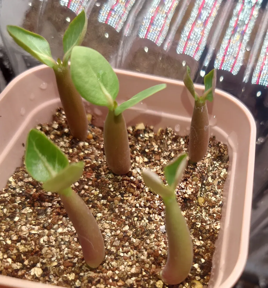 PNW Adenium arabicum phet na wang (アデニウム アラビカム)