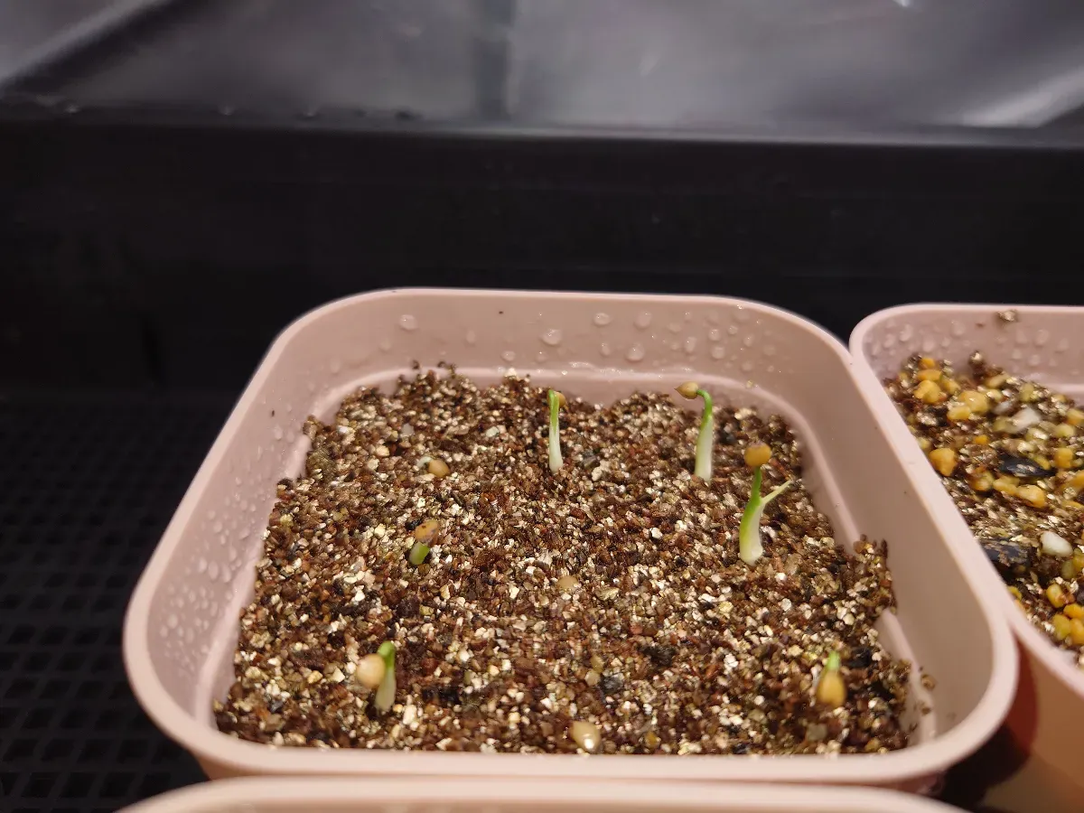 Dasylirion serratifolium (ダシリリオン セラティフォリウム)